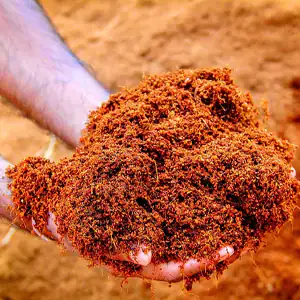 کوکوپیت