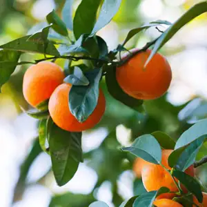 میوه