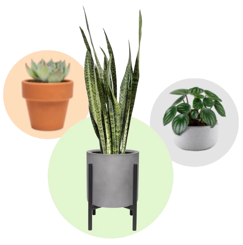 homepage-plants